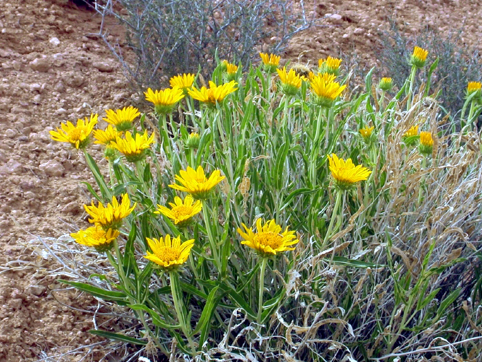 Desert Sunflowers